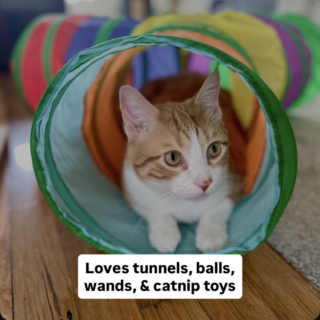 Enlarge Elvis, a Adoptable Domestic Short Hair in Denver, CO image 6/6