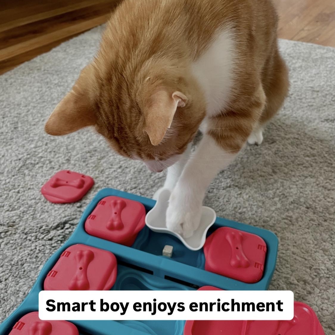 Enlarge Elvis, a Adoptable Domestic Short Hair in Denver, CO image 3/6