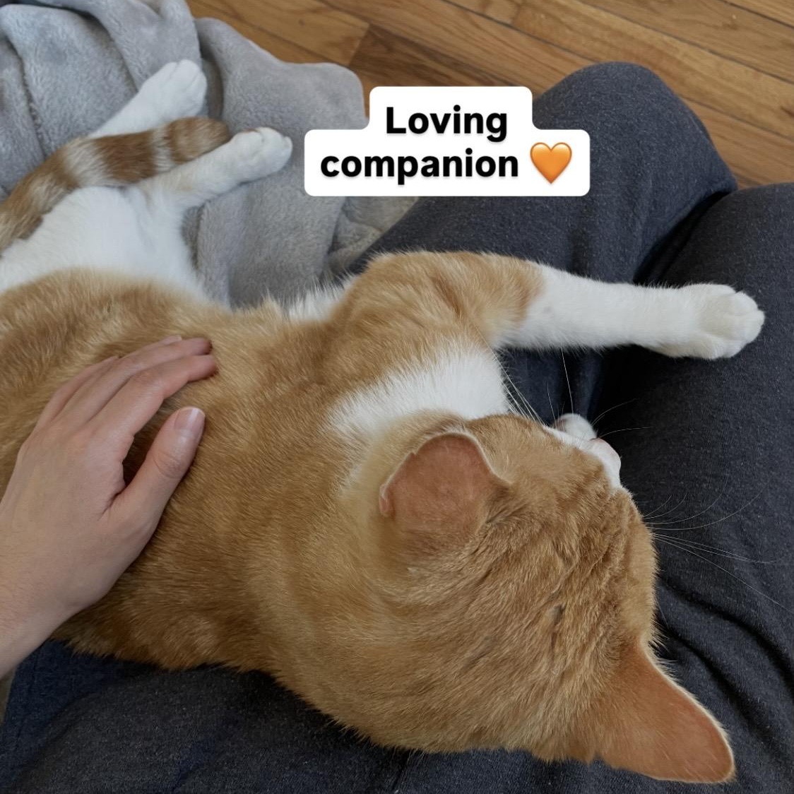 Enlarge Elvis, a Adoptable Domestic Short Hair in Denver, CO image 2/6