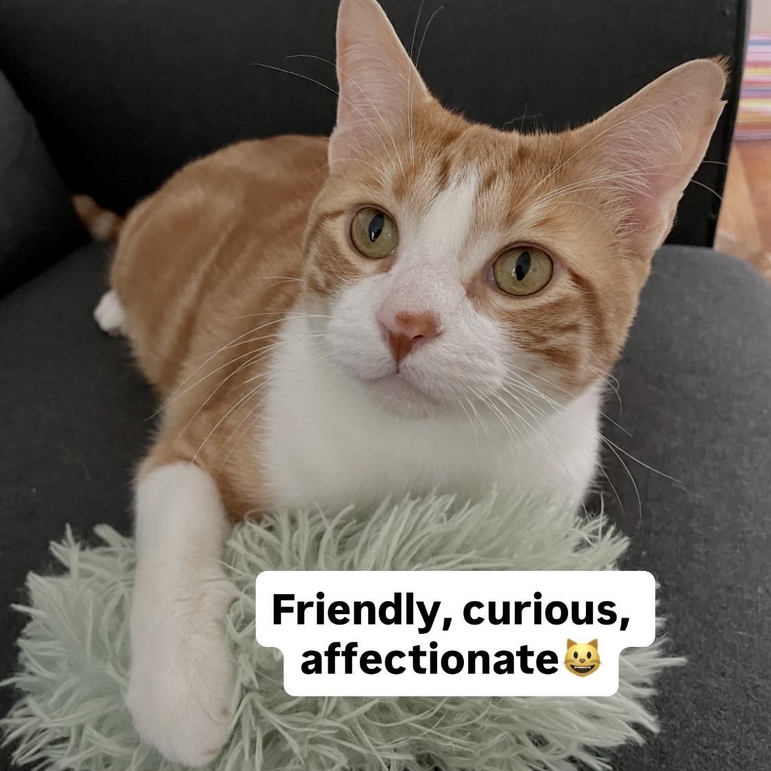 Enlarge Elvis, a Adoptable Domestic Short Hair in Denver, CO image 4/6