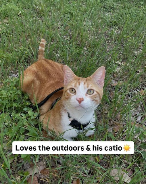 Elvis, Adoptable, Adult Male Domestic Short Hair.