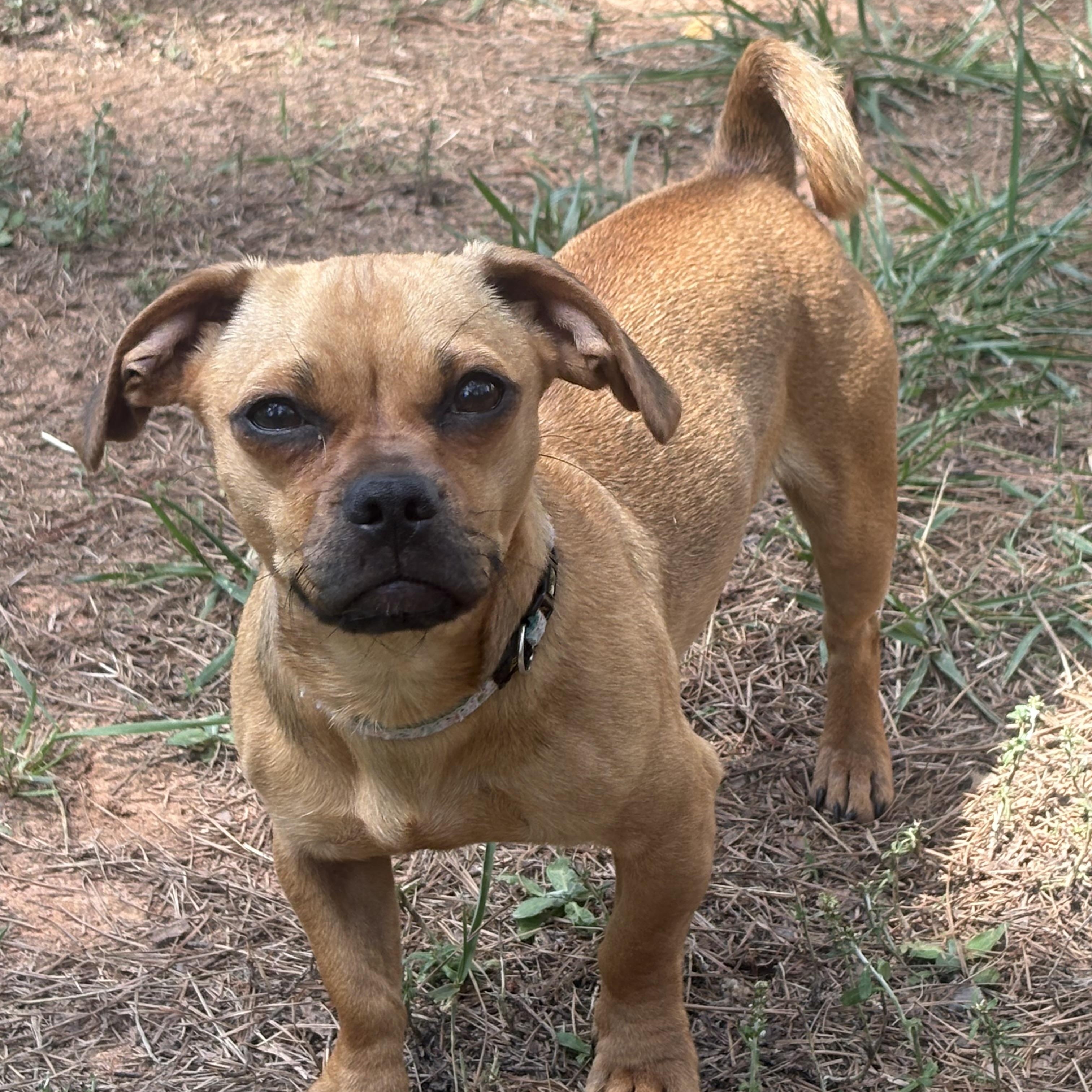 Sooki, a ADOPTABLE mixed breed in Waxhaw, NC image 2/4