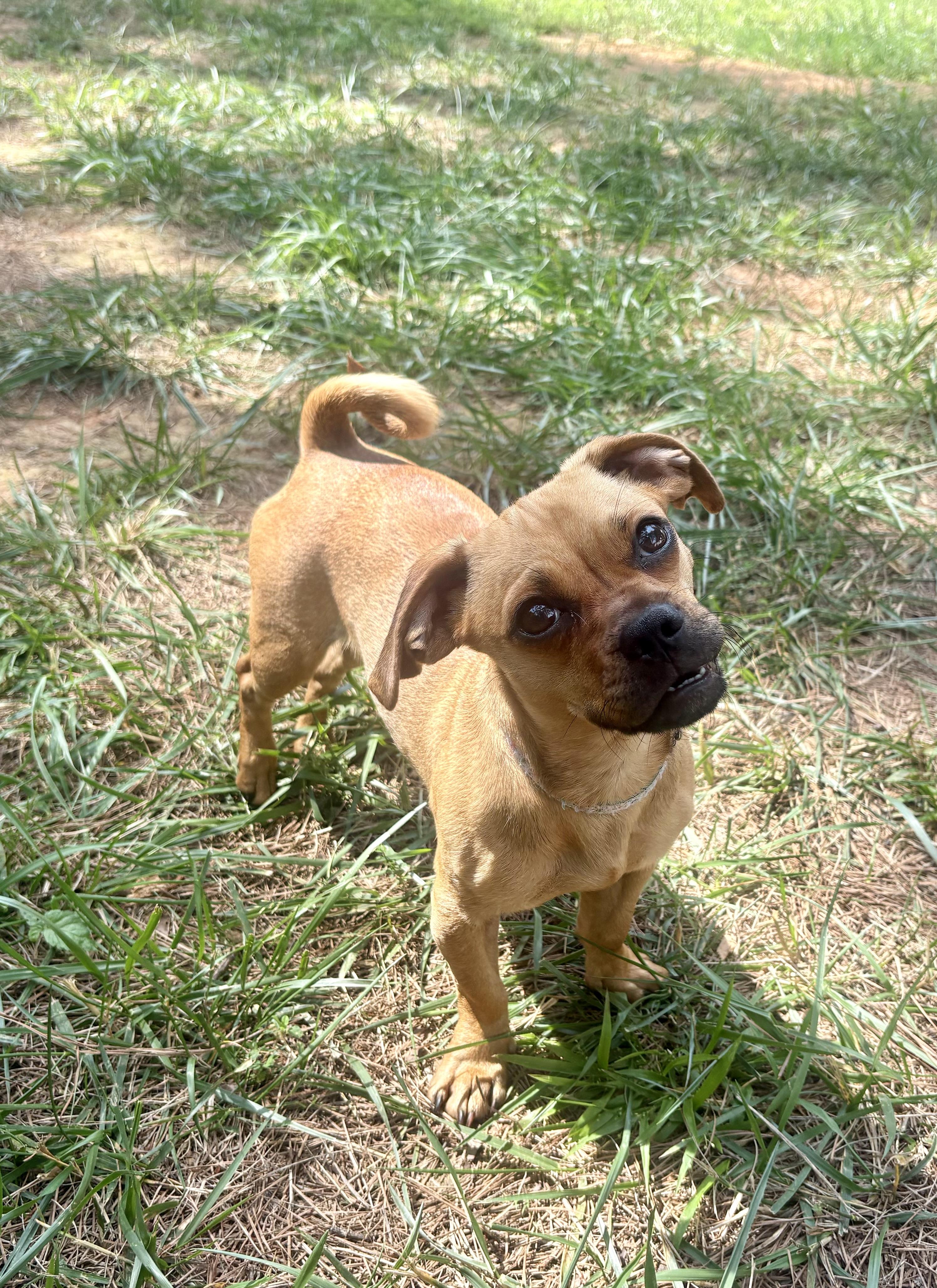 Sooki, a ADOPTABLE mixed breed in Waxhaw, NC image 3/4