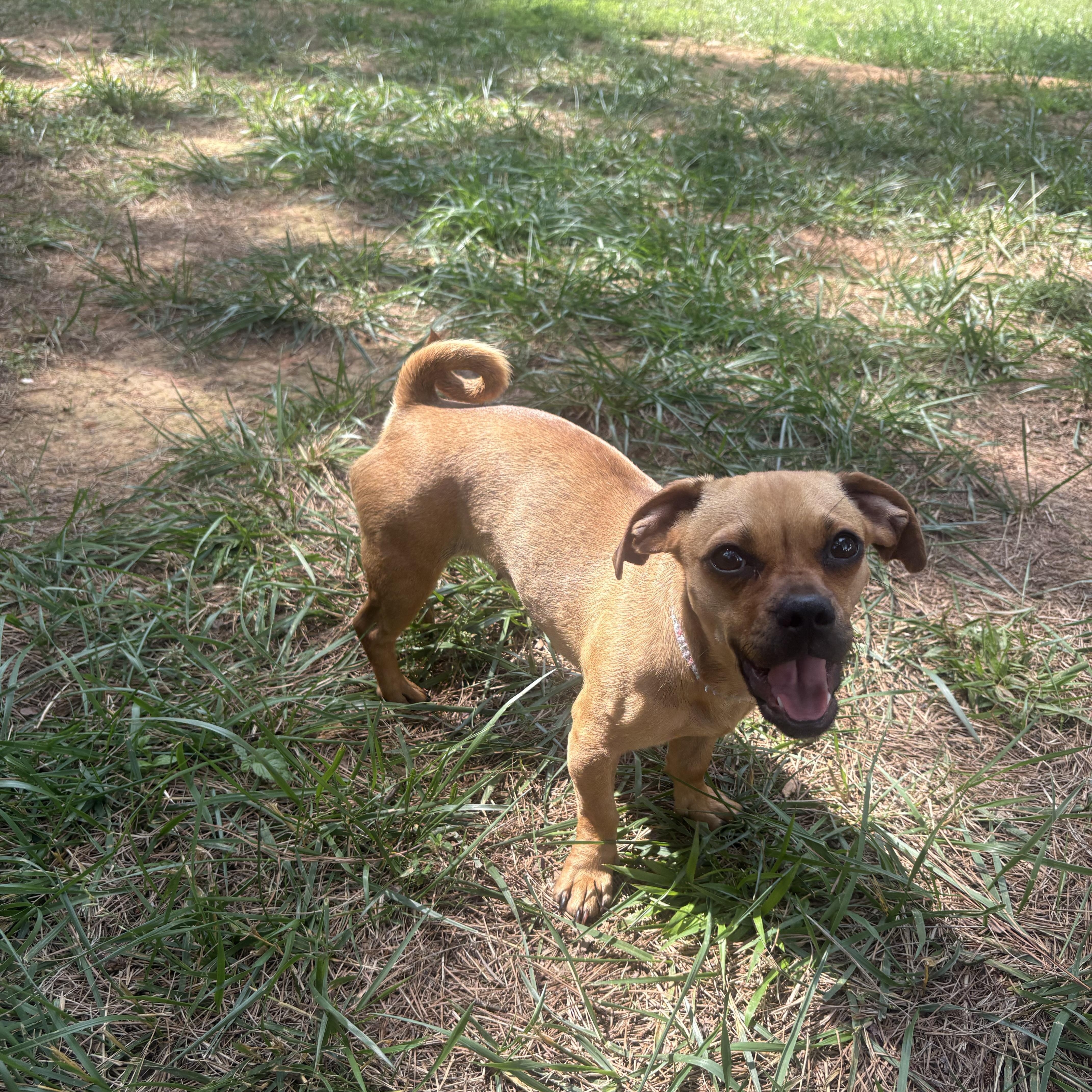 Sooki, a ADOPTABLE mixed breed in Waxhaw, NC image 4/4