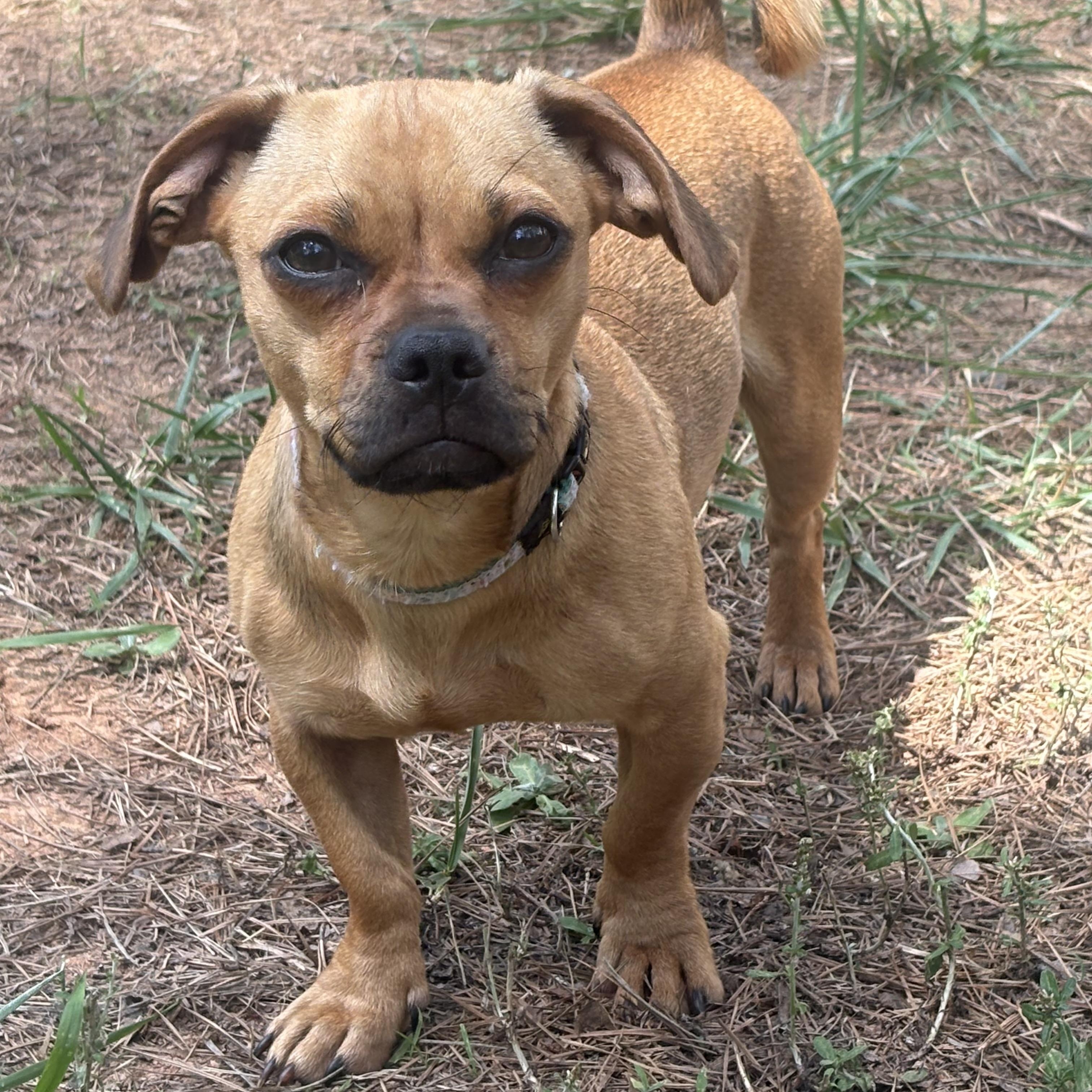Sooki, ADOPTABLE, Young Female Chihuahua.