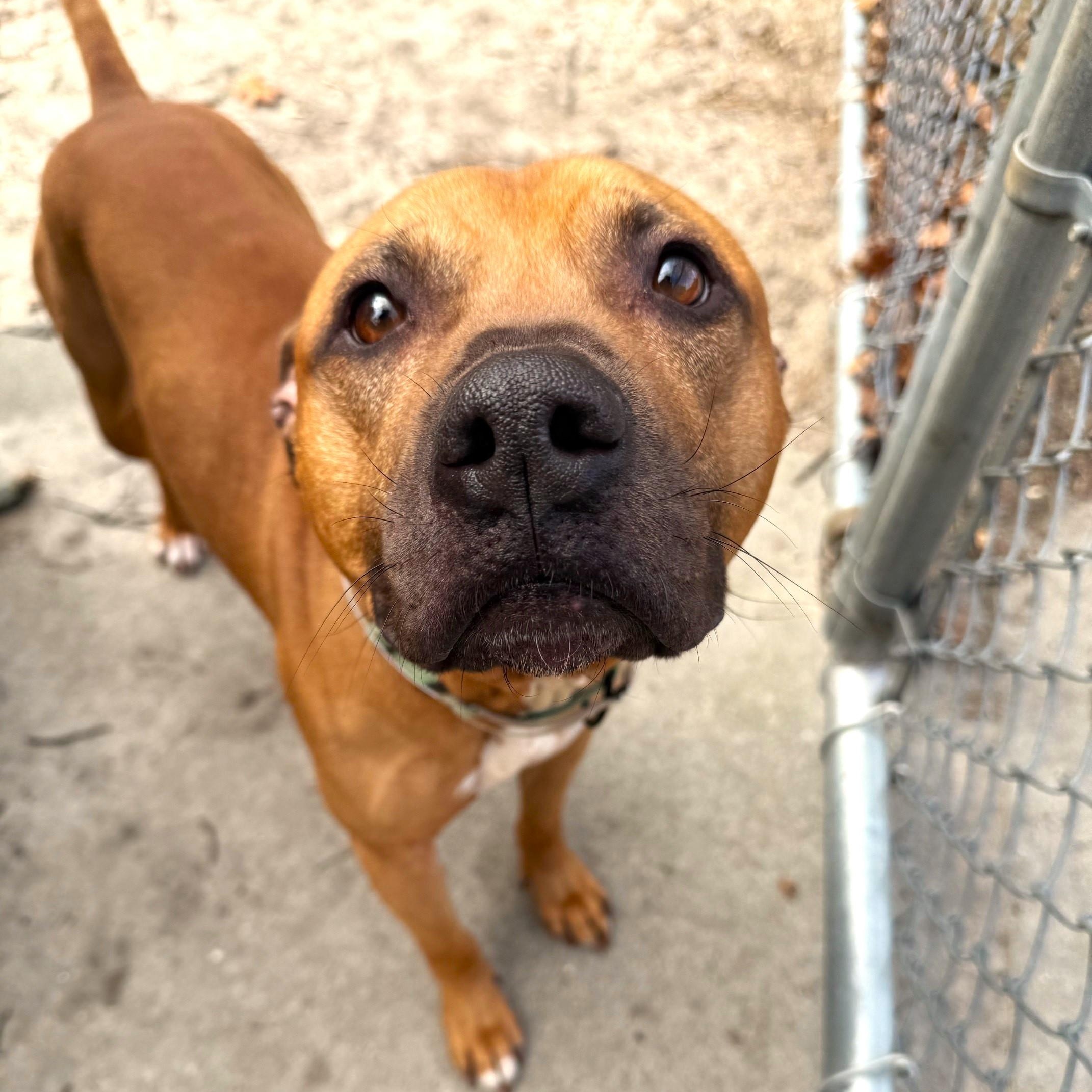 Canelo, ADOPTABLE, Adult Male Mixed Breed.