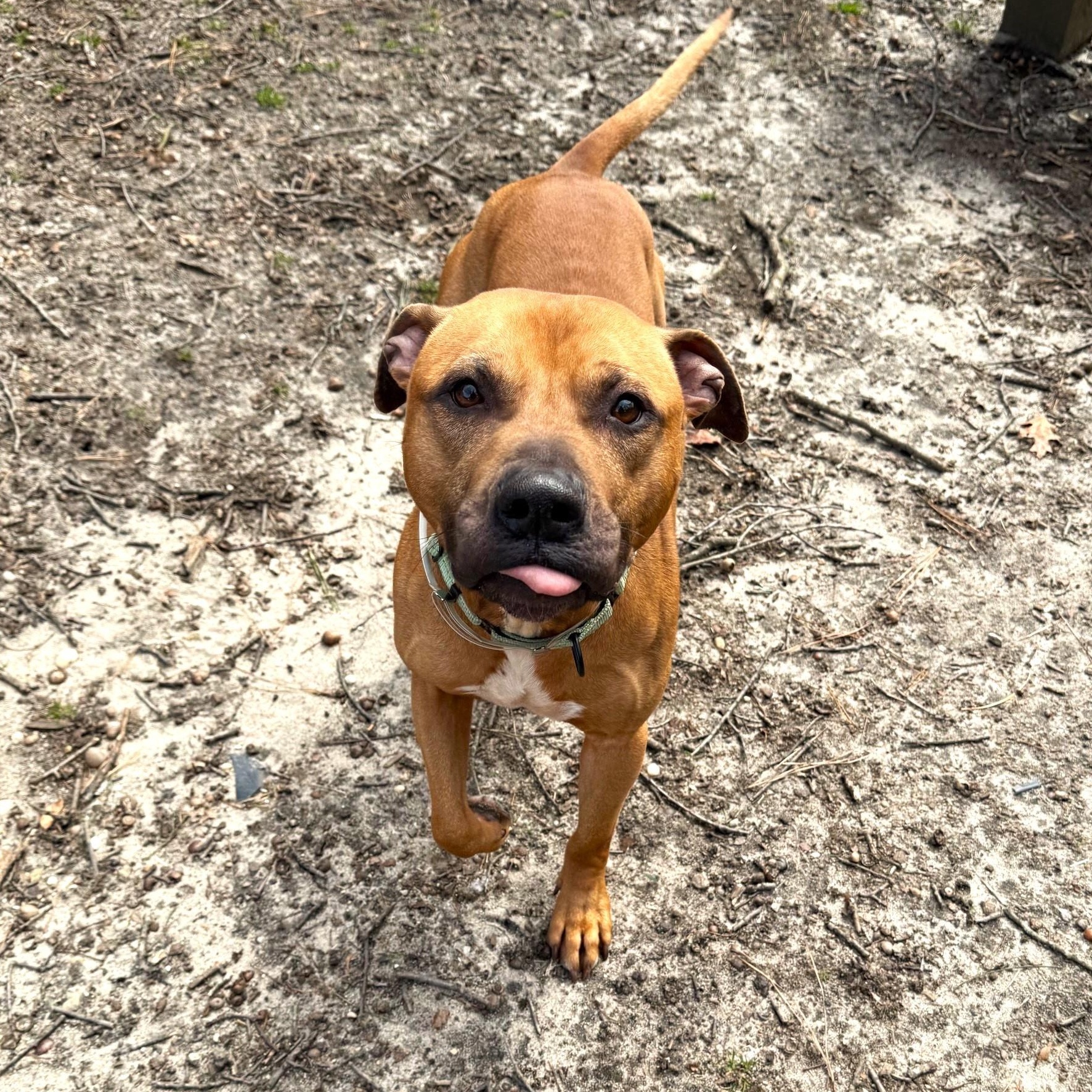 Canelo, a ADOPTABLE Mixed Breed in Brookhaven, NY image 2/4