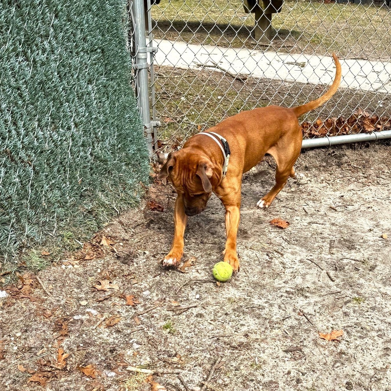Canelo, a ADOPTABLE Mixed Breed in Brookhaven, NY image 4/4