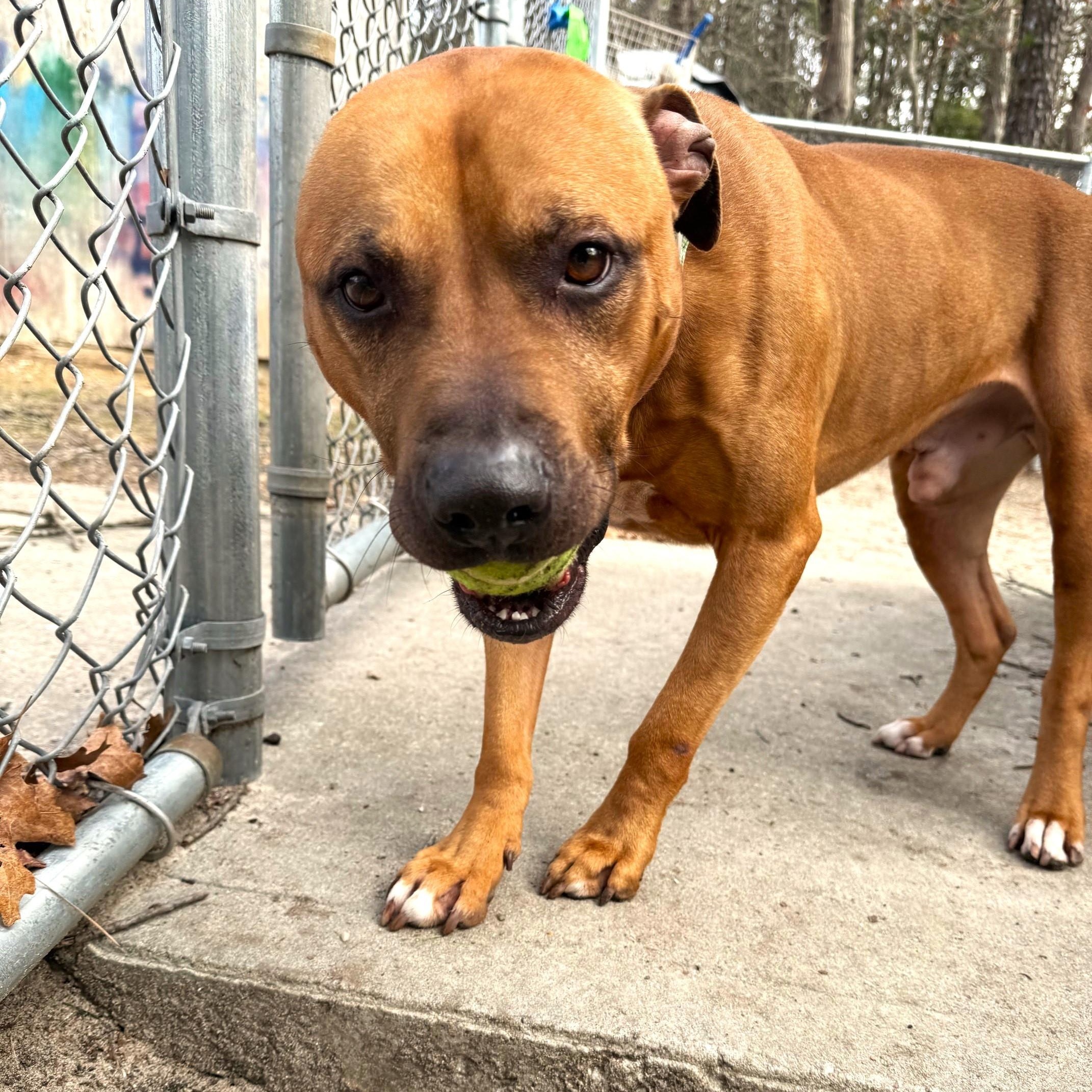Canelo, a ADOPTABLE Mixed Breed in Brookhaven, NY image 3/4