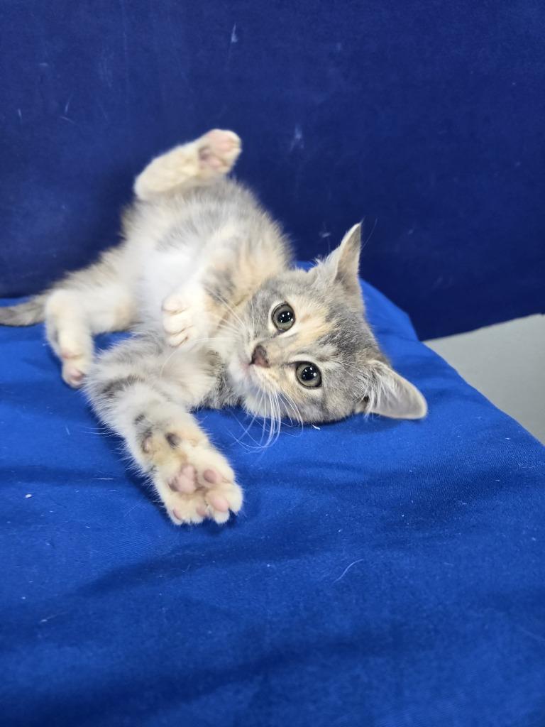 Silly Putty, Adoptable, Young Female American Shorthair.