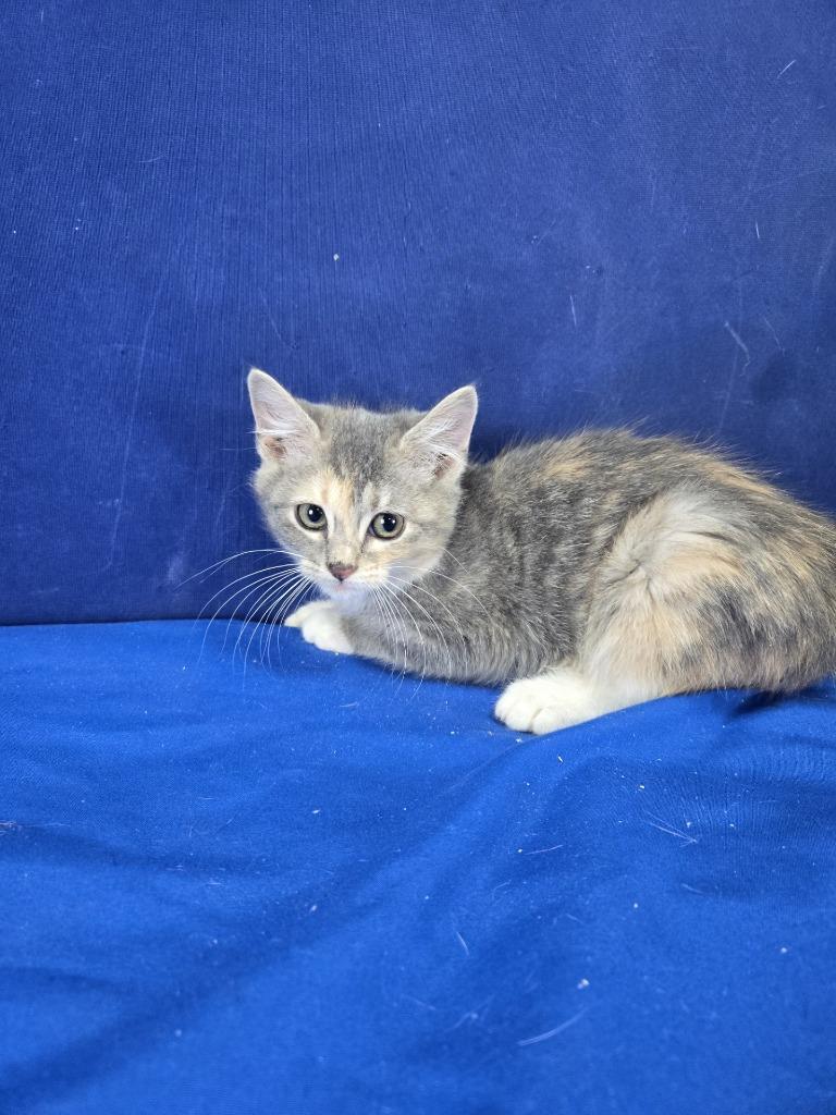 Enlarge Silly Putty, a Adoptable American Shorthair in Ruston, LA image 2/3