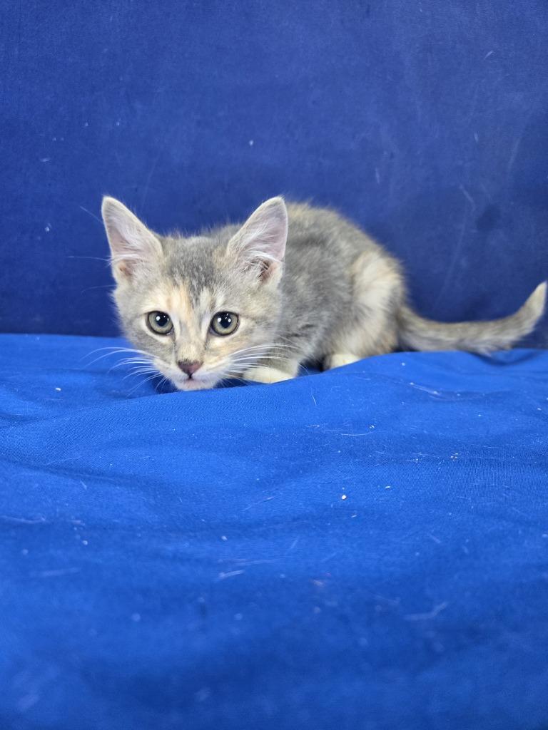 Enlarge Silly Putty, a Adoptable American Shorthair in Ruston, LA image 3/3