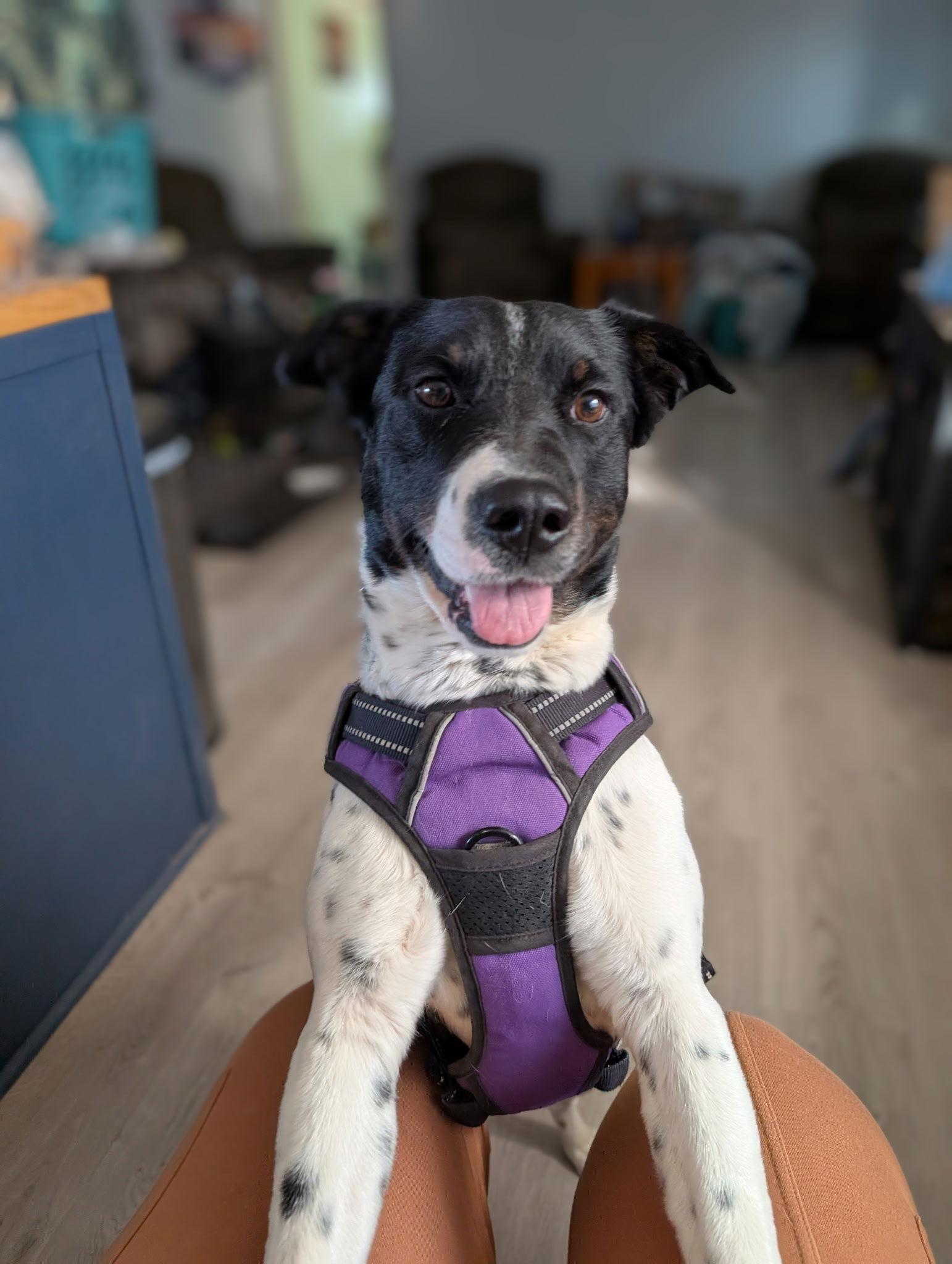 Enlarge Roxy, a Adoptable mixed breed in Williamsburg, NM image 1/1