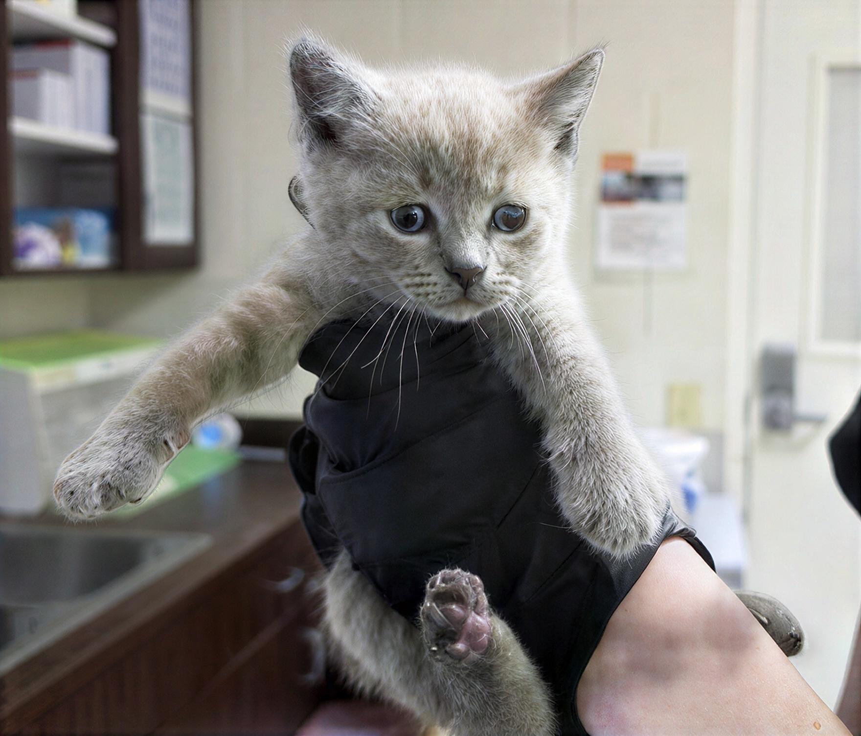 Minneapolis, adopted, Kitten Male Domestic Short Hair.