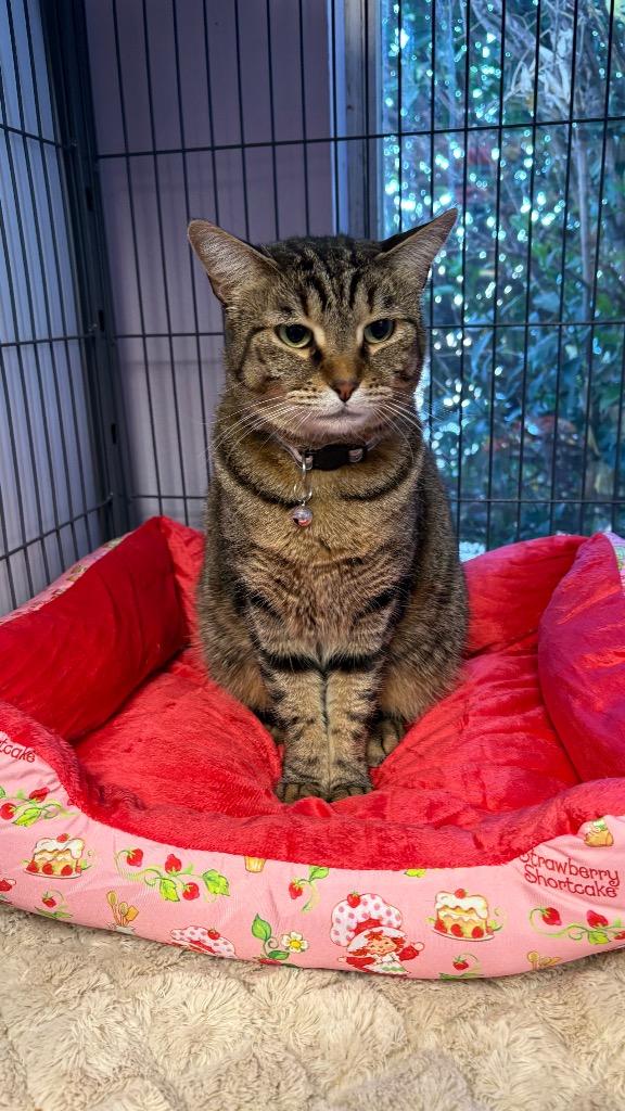 Nani, Adoptable, Young Female Domestic Short Hair.