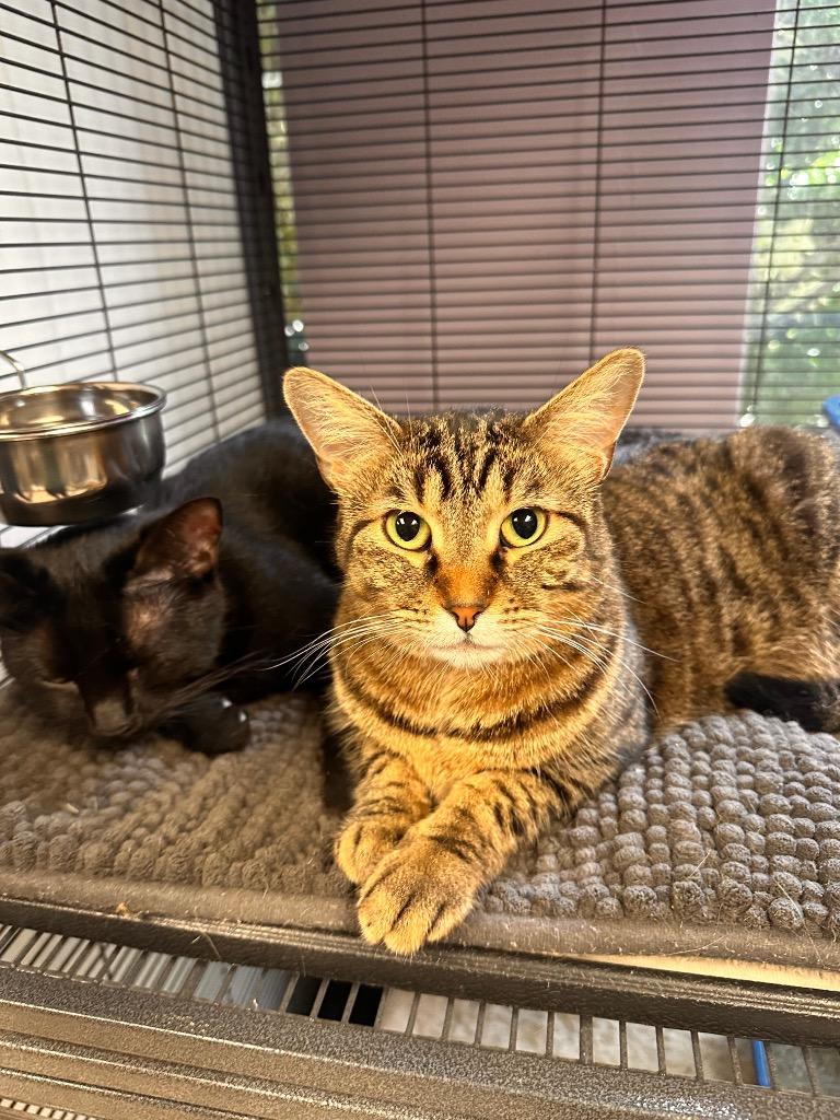 Nani, Adoptable, Adult Female Domestic Short Hair.