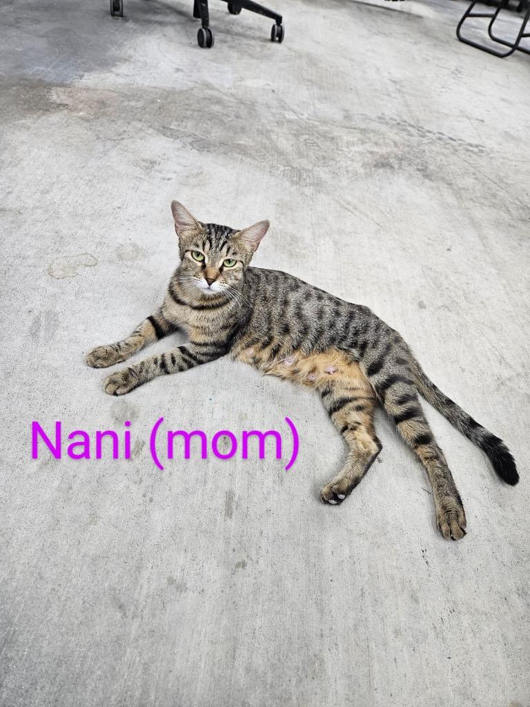 Nani, a Adoptable Domestic Short Hair in Lewisville, TX image 1/6
