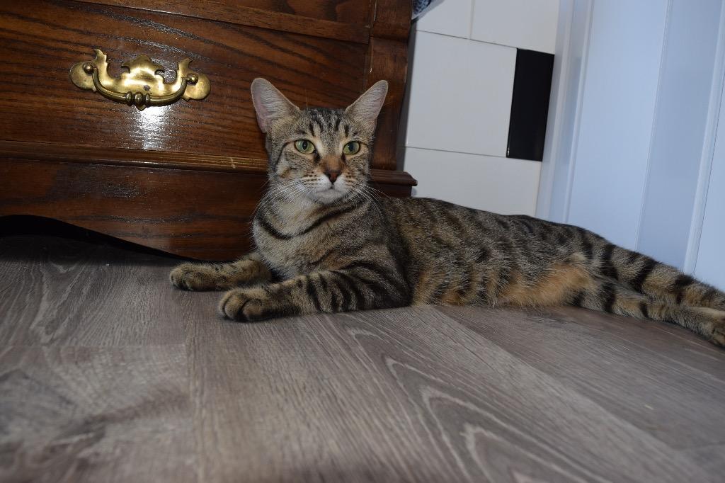 Nani, a Adoptable Domestic Short Hair in Lewisville, TX image 4/6