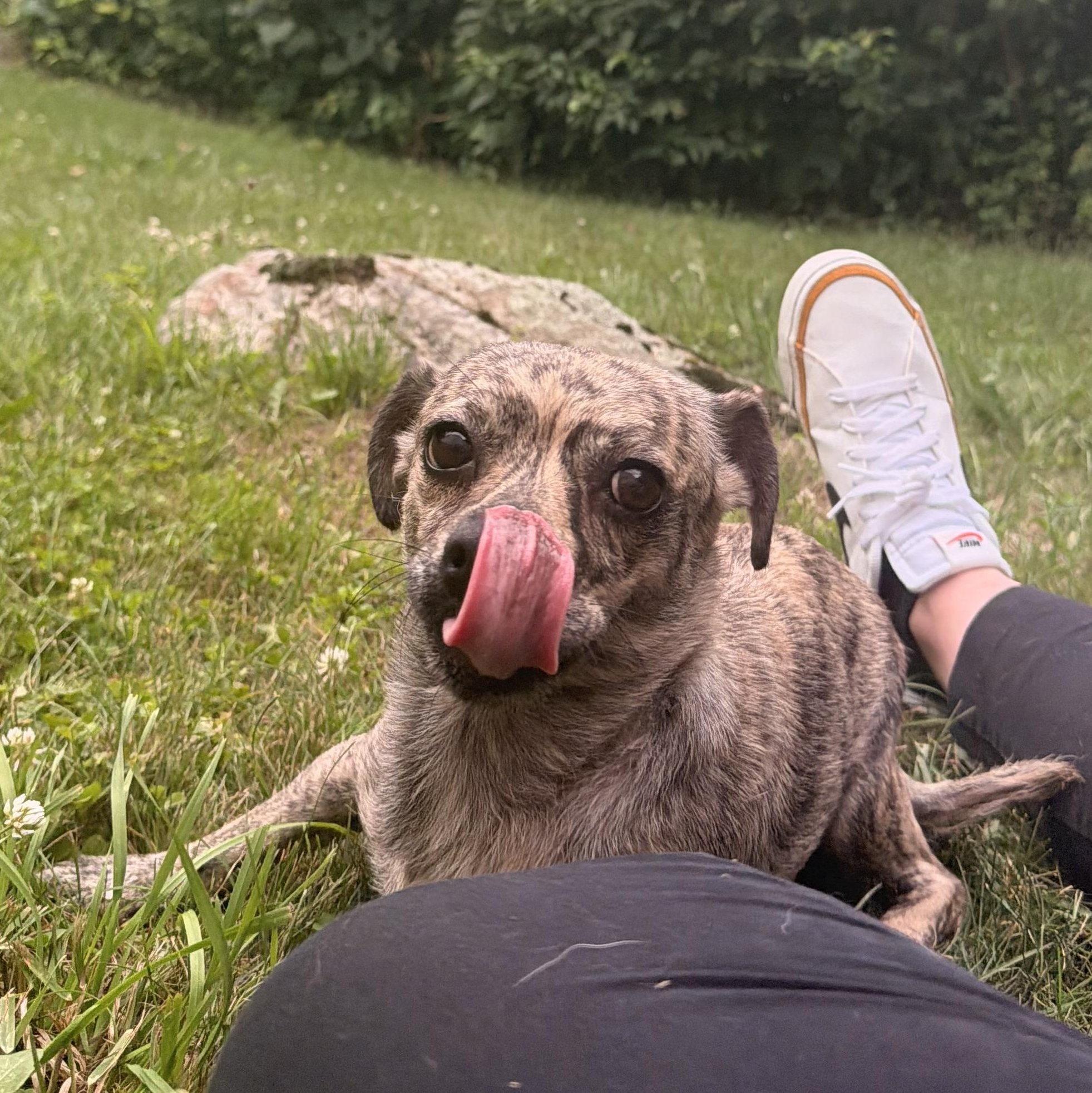 Enlarge Mama Lucy, a Adoptable mixed breed in Rhinebeck, NY image 1/6