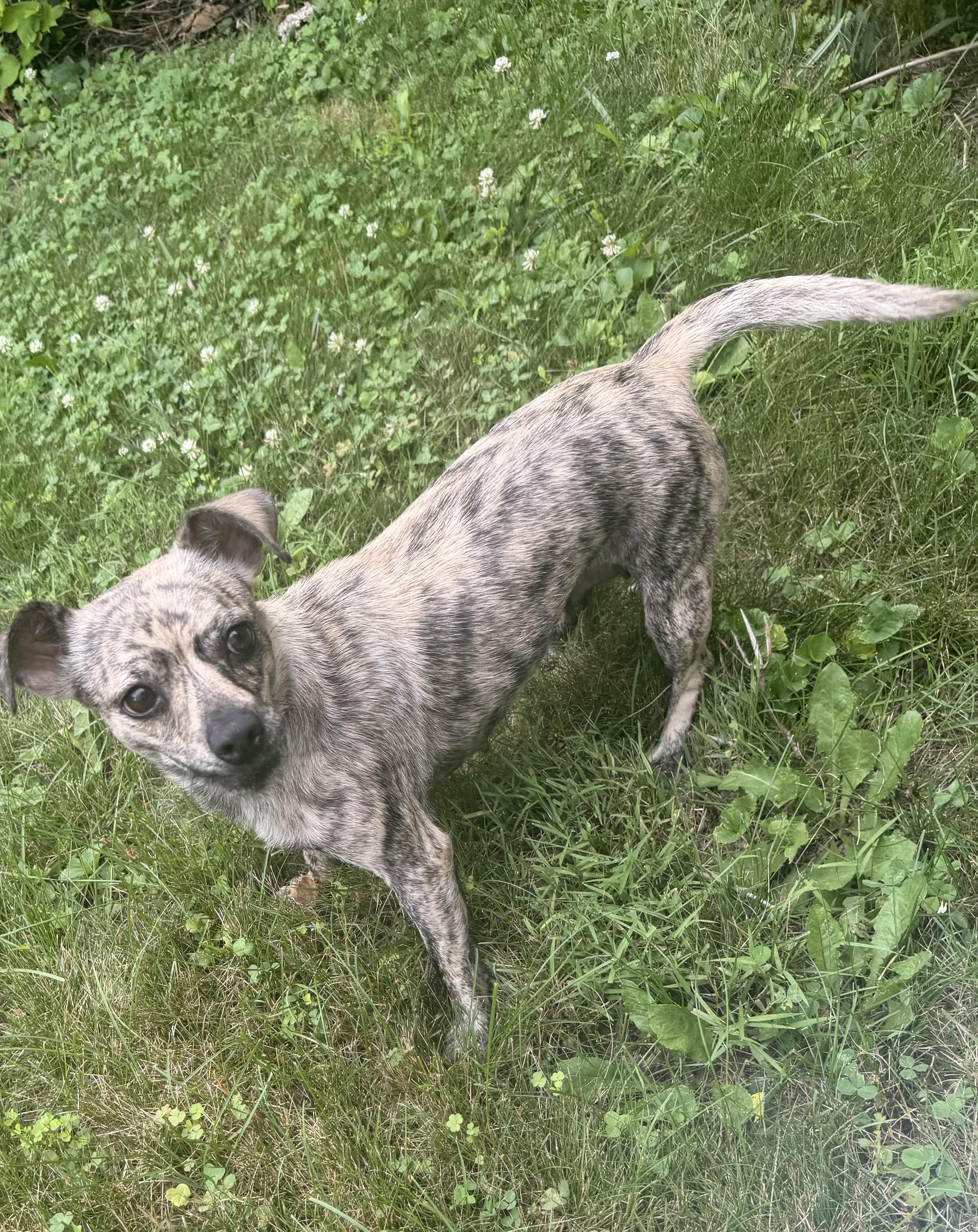 Enlarge Mama Lucy, a Adoptable mixed breed in Rhinebeck, NY image 6/6