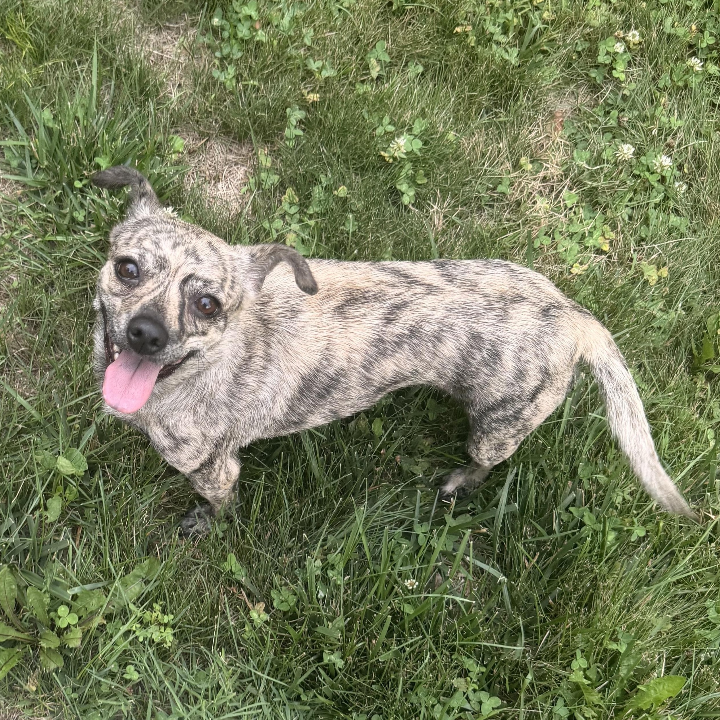 Enlarge Mama Lucy, a Adoptable mixed breed in Rhinebeck, NY image 5/6