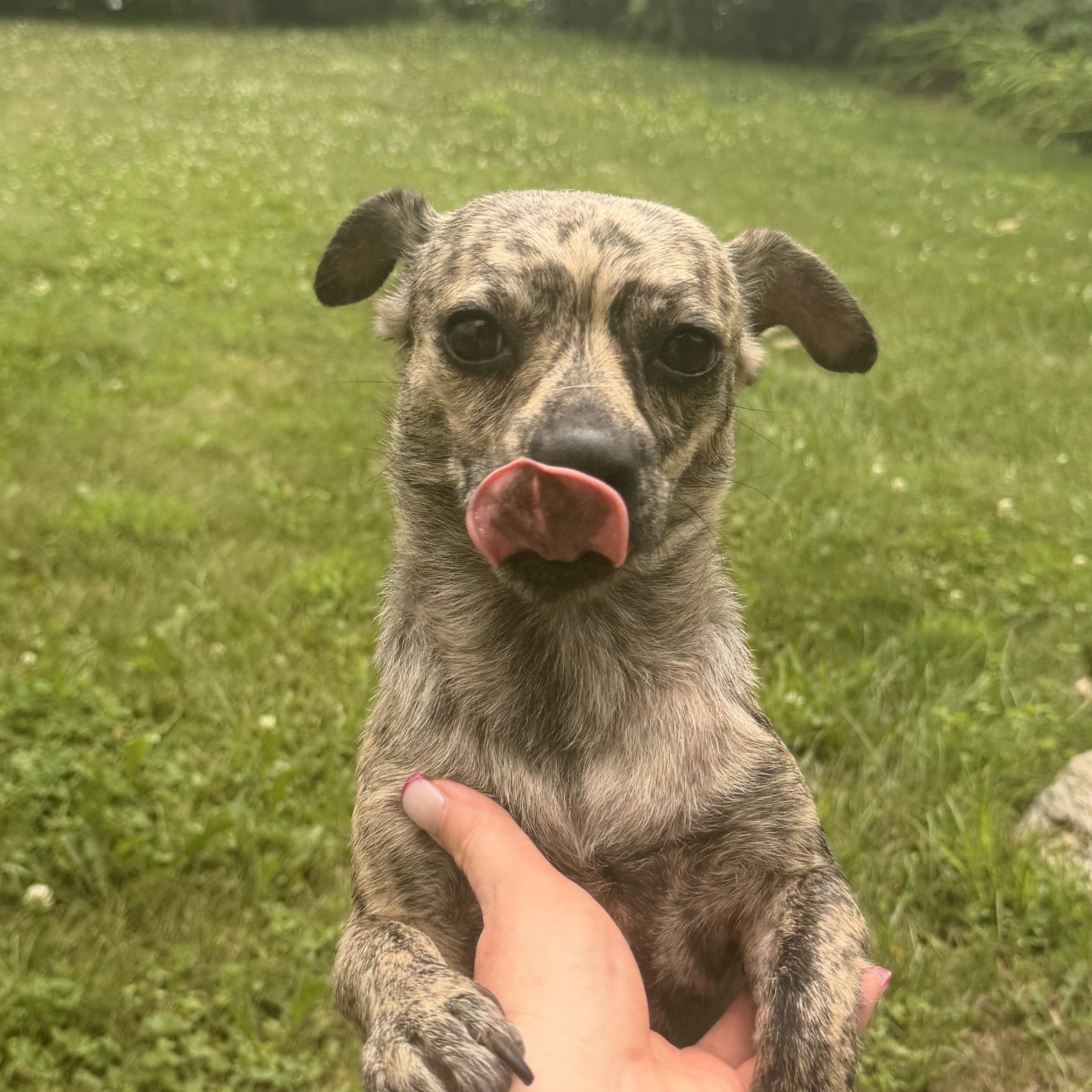 Enlarge Mama Lucy, a Adoptable mixed breed in Rhinebeck, NY image 4/6