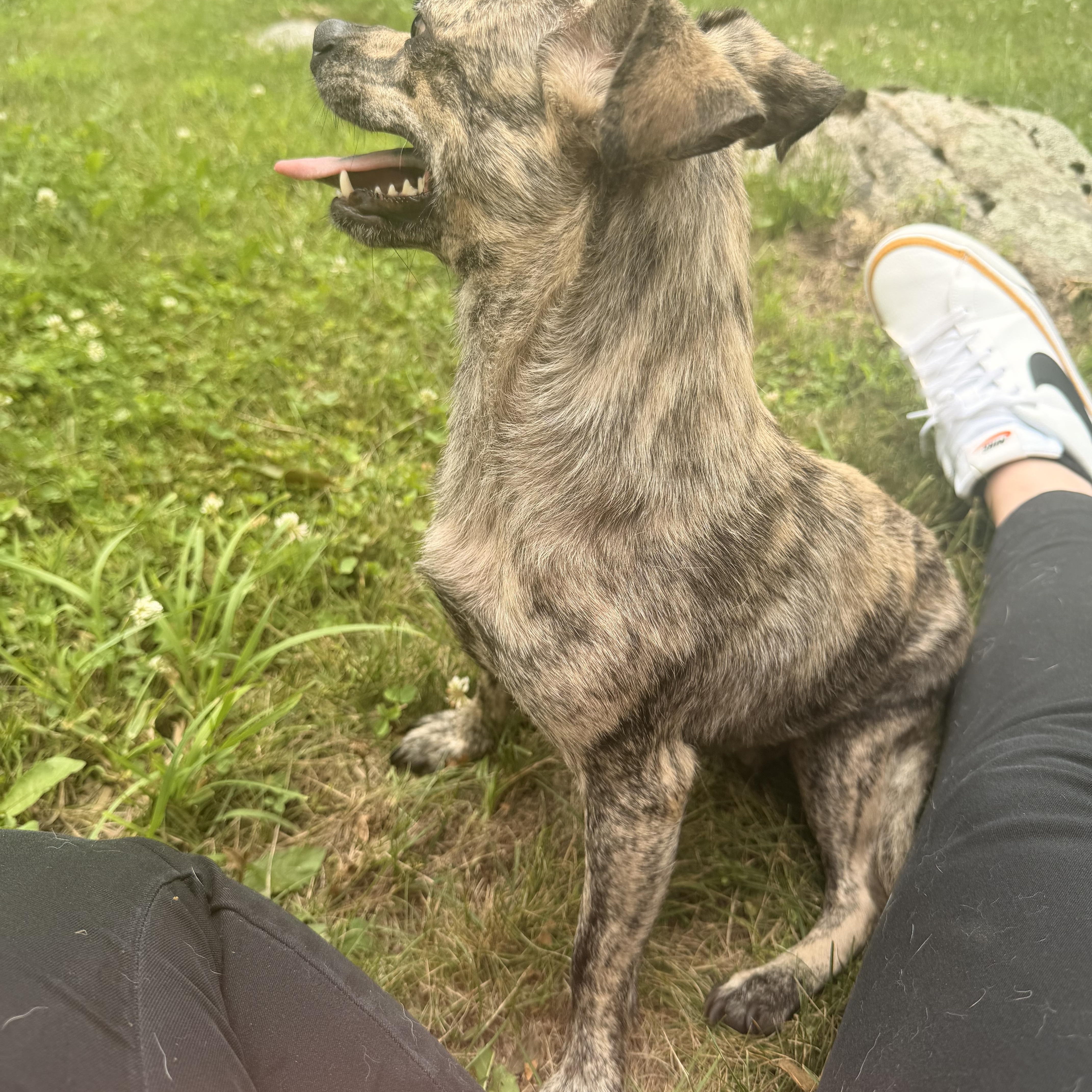 Enlarge Mama Lucy, a Adoptable mixed breed in Rhinebeck, NY image 2/6