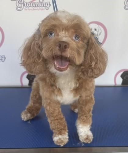 Enlarge Maissie , a ADOPTABLE mixed breed in Lake Forest, CA image 2/3