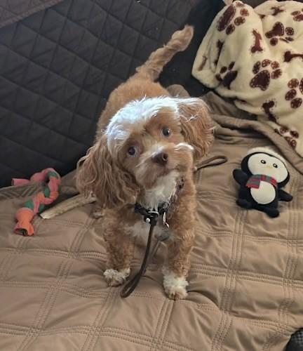 Maissie , ADOPTABLE, Adult Female Cockapoo & Poodle.