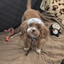 Enlarge Maissie , a ADOPTABLE mixed breed in Lake Forest, CA image 3/3