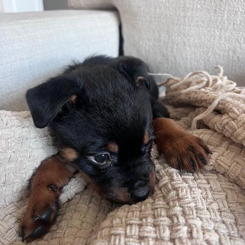 Enlarge Xena, an adopted mixed breed in Madison Heights, MI image 4/4