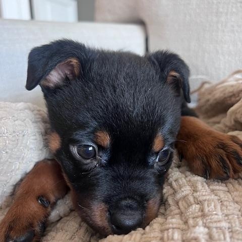 Xena, adopted, Puppy Female Rottweiler & Shepherd.