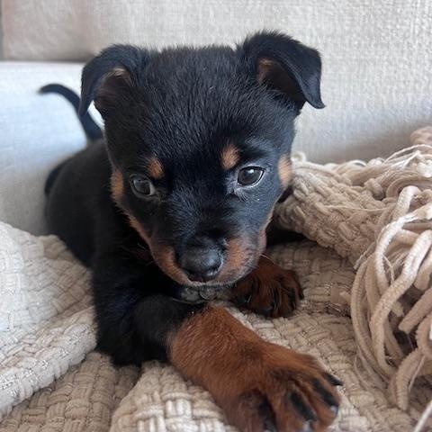 Enlarge Xena, an adopted mixed breed in Madison Heights, MI image 2/4