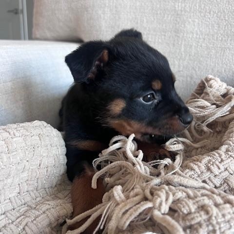 Enlarge Xena, an adopted mixed breed in Madison Heights, MI image 3/4