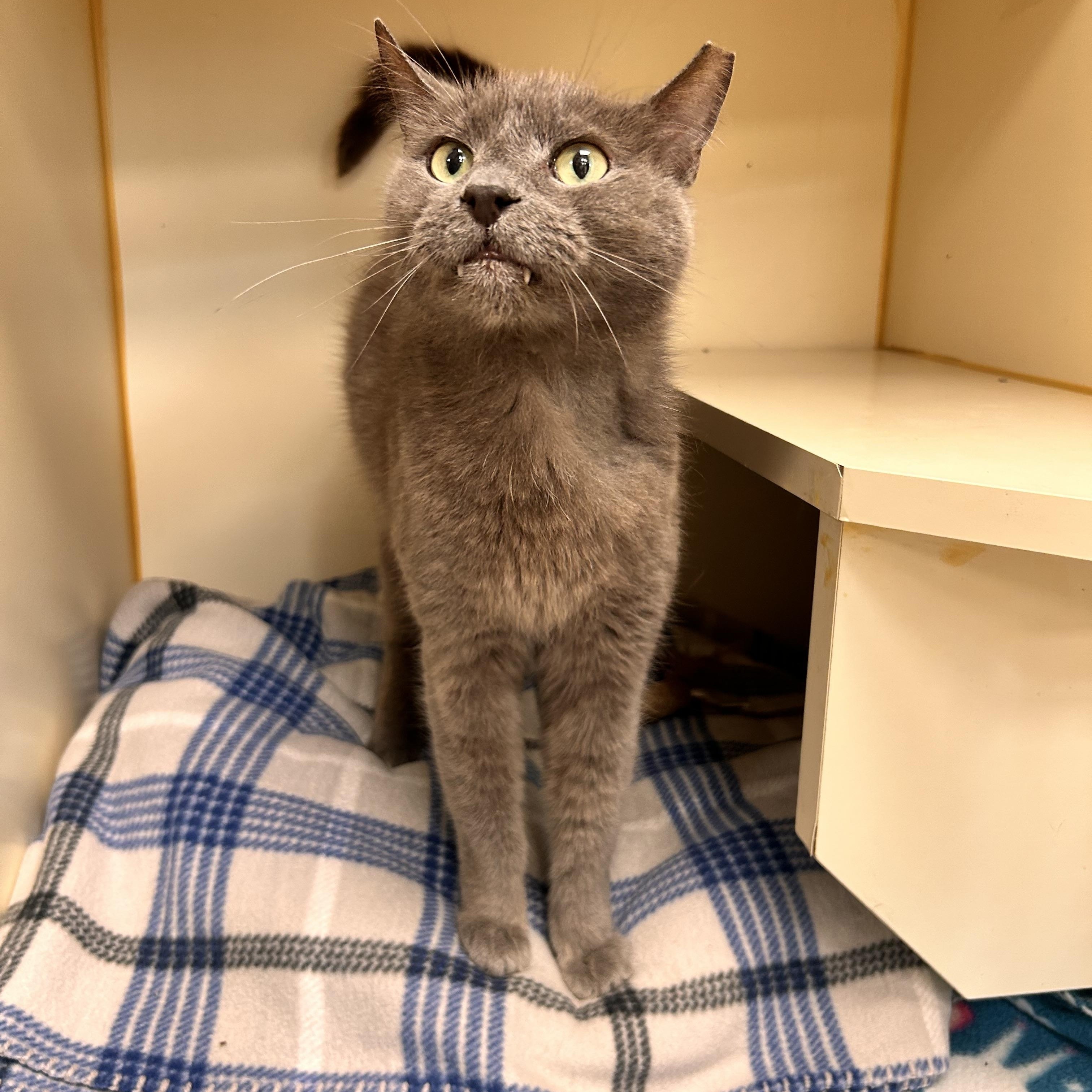 Enlarge Toby, an adoptable Domestic Short Hair in Myerstown, PA image 2/2
