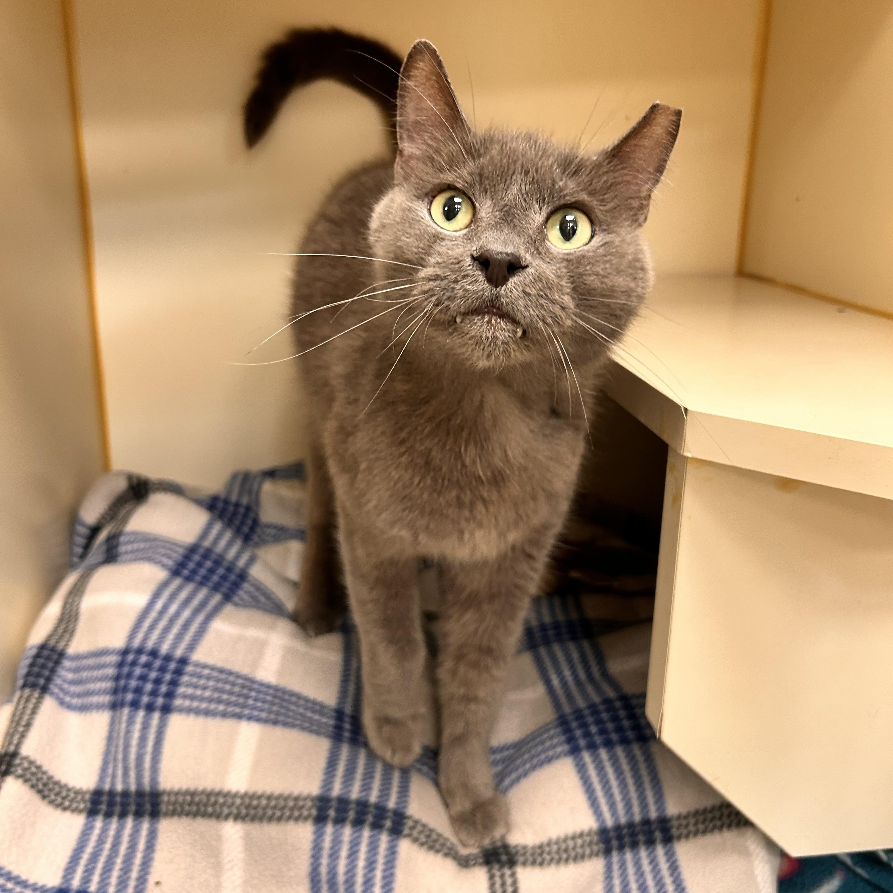 Enlarge Toby, an adoptable Domestic Short Hair in Myerstown, PA image 1/2