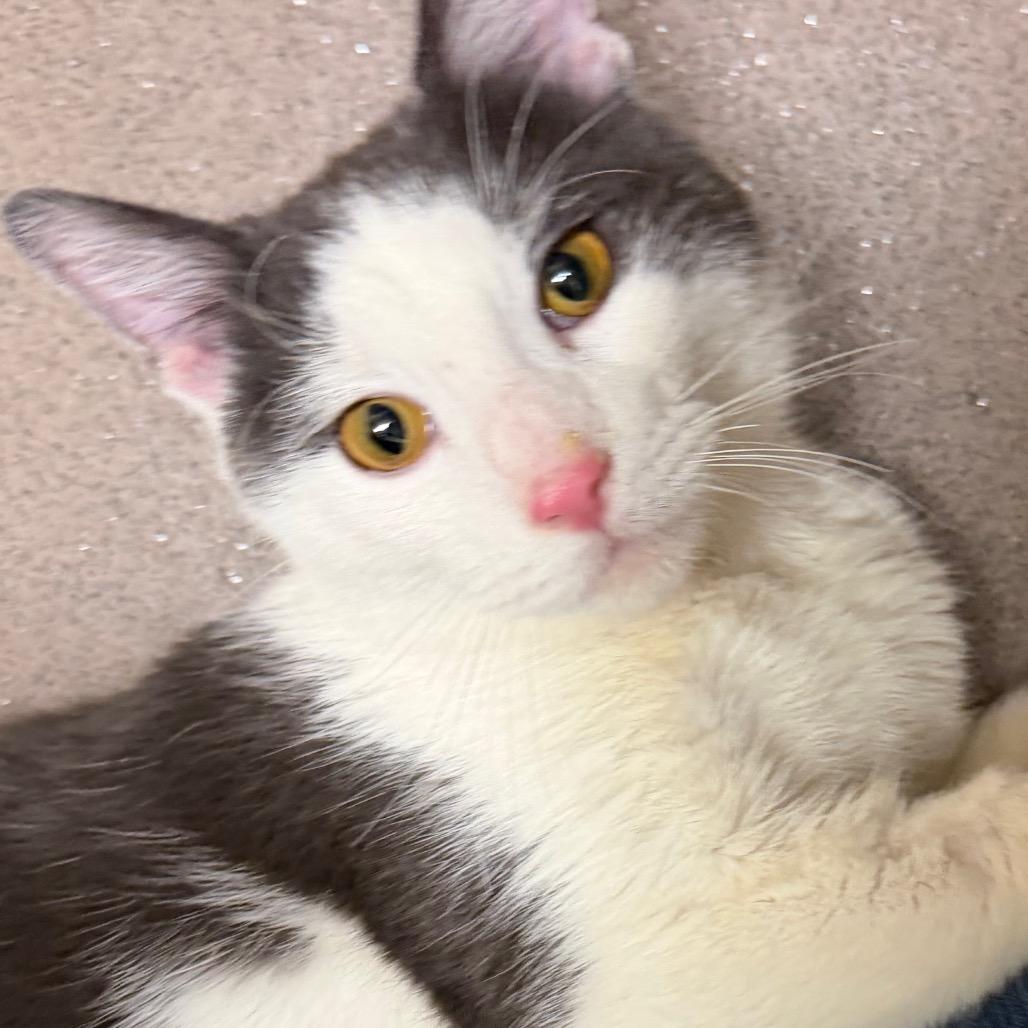 Enlarge Billie, a Adoptable Domestic Short Hair in Middlebury, VT image 2/3