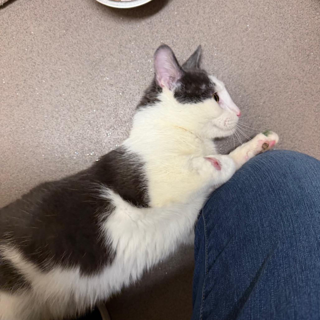 Enlarge Billie, a Adoptable Domestic Short Hair in Middlebury, VT image 3/3