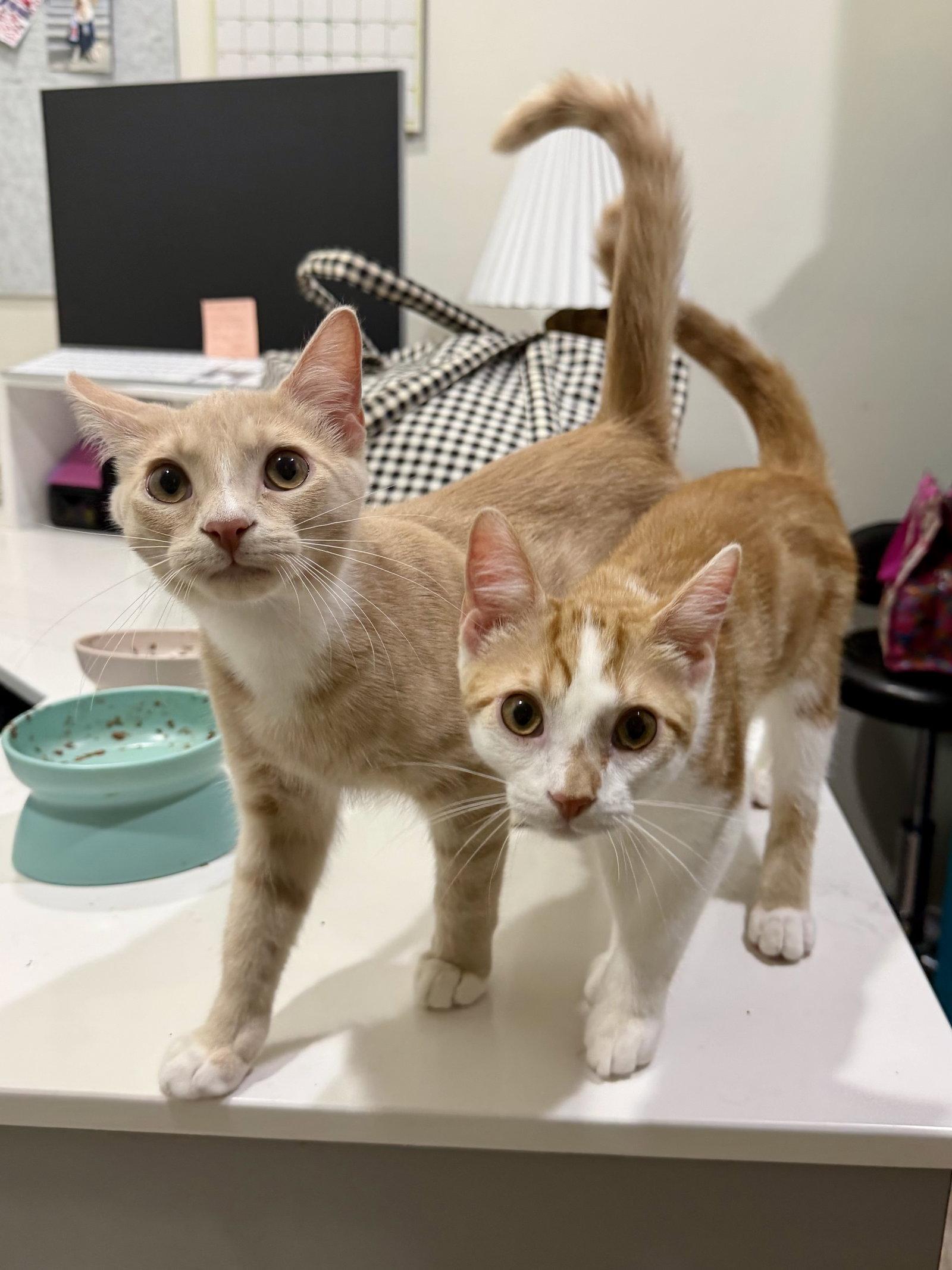CAT - Louie, Adoptable, Kitten Male Domestic Short Hair.