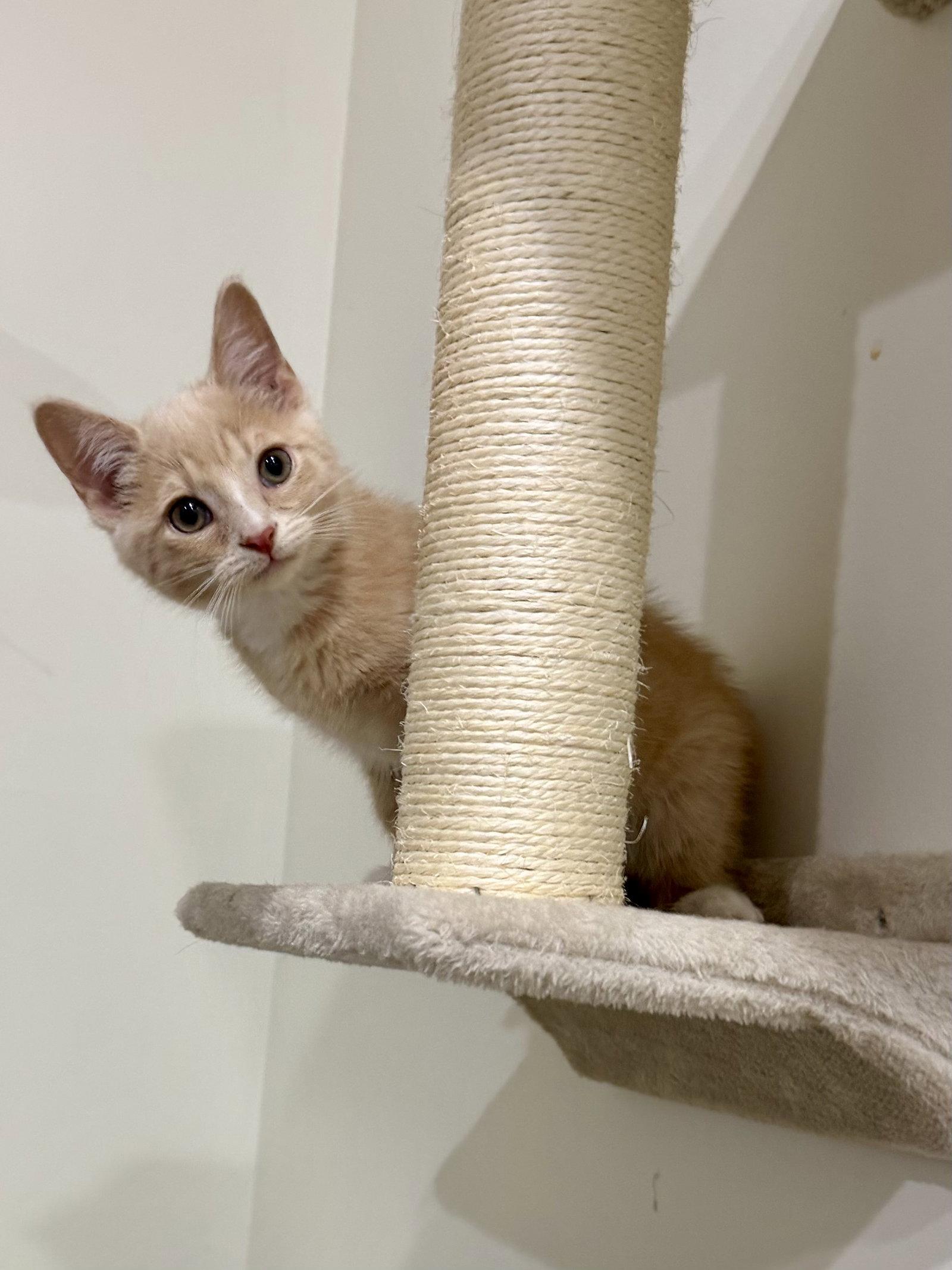 Enlarge CAT - Louie, a Adoptable Domestic Short Hair in GILBERTS, IL image 3/3