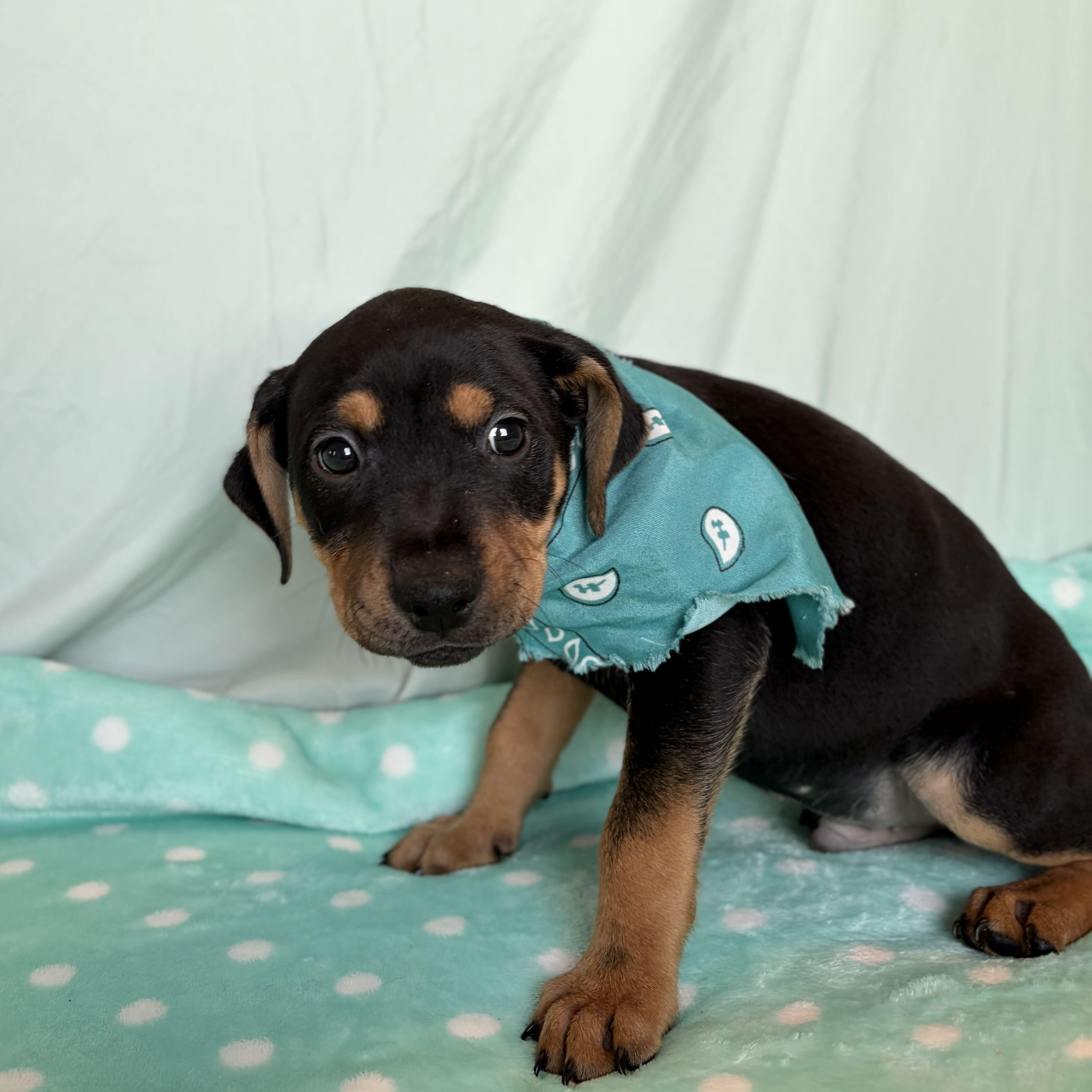 Dodger, an adoptable Mixed Breed in Canal Winchester, OH image 2/2
