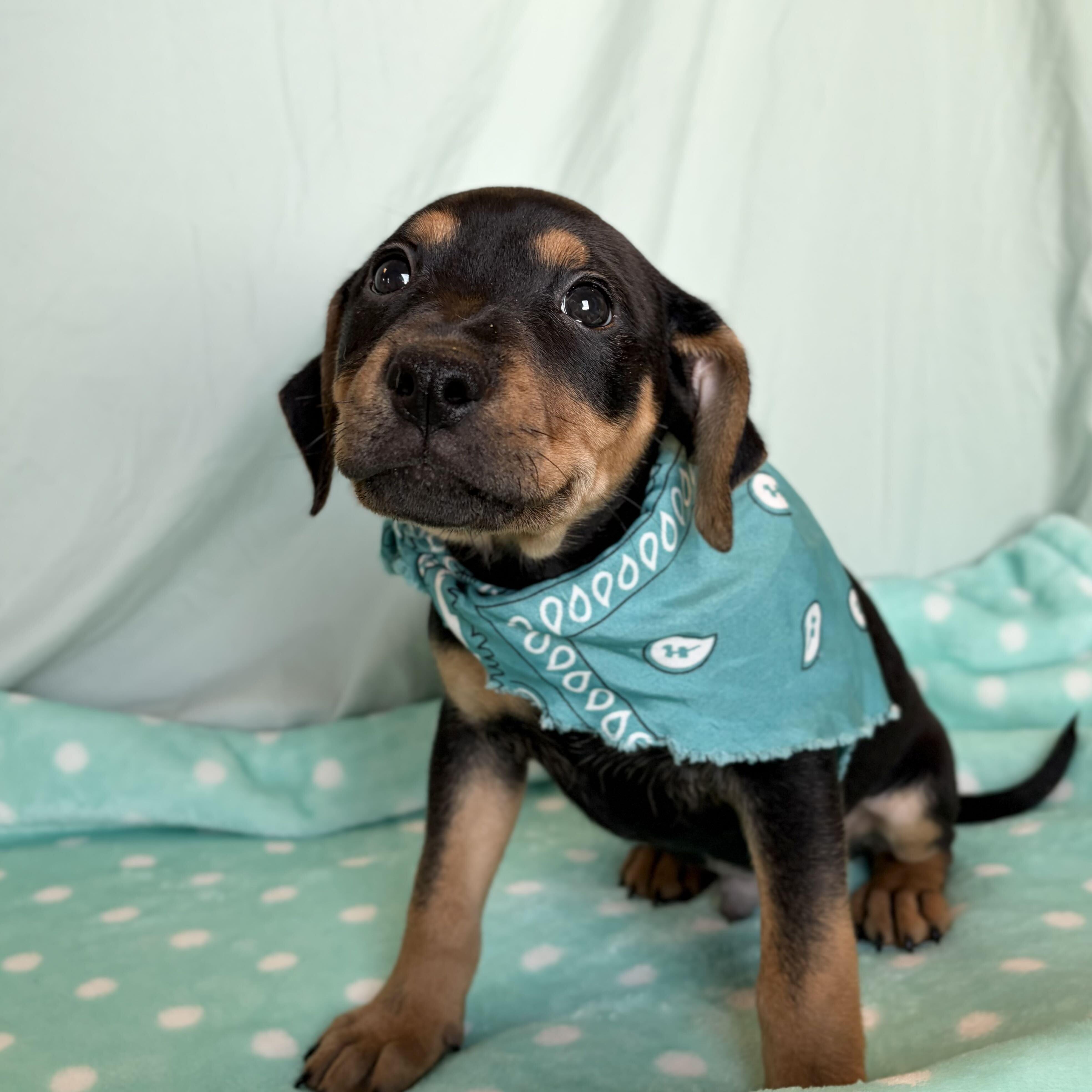 Dodger, an adoptable Mixed Breed in Canal Winchester, OH image 1/2