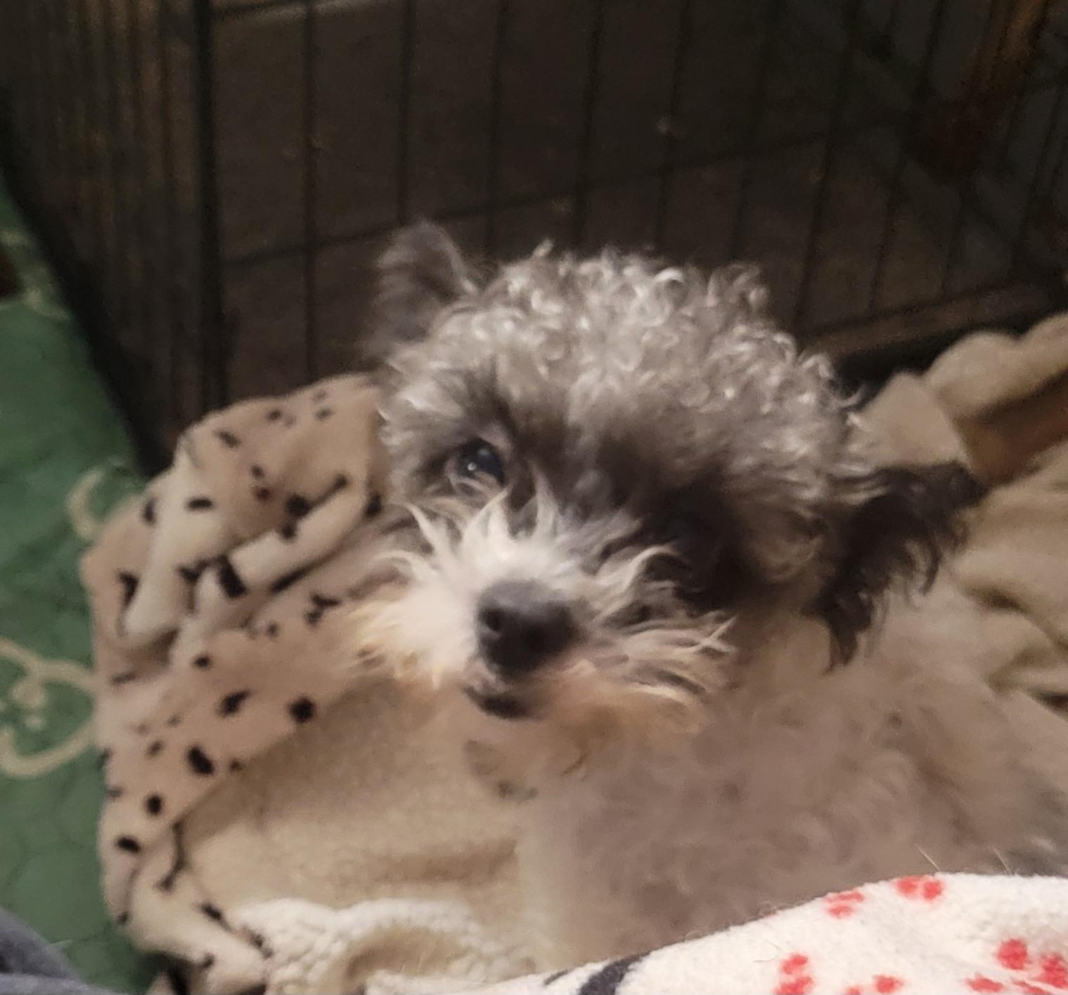 Enlarge Alice, a ADOPTABLE mixed breed in Milford, MI image 1/3