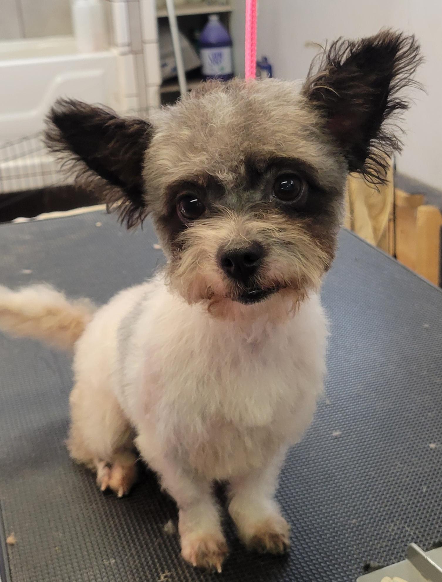 Enlarge Alice, a ADOPTABLE mixed breed in Milford, MI image 2/3