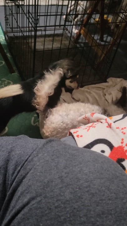 Enlarge Alice, a ADOPTABLE mixed breed in Milford, MI video 3/3