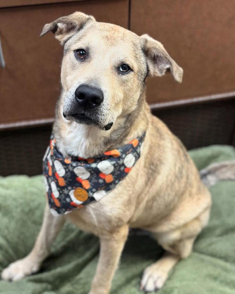 Cash, a Adoptable mixed breed in Bloomfield, CT image 1/3