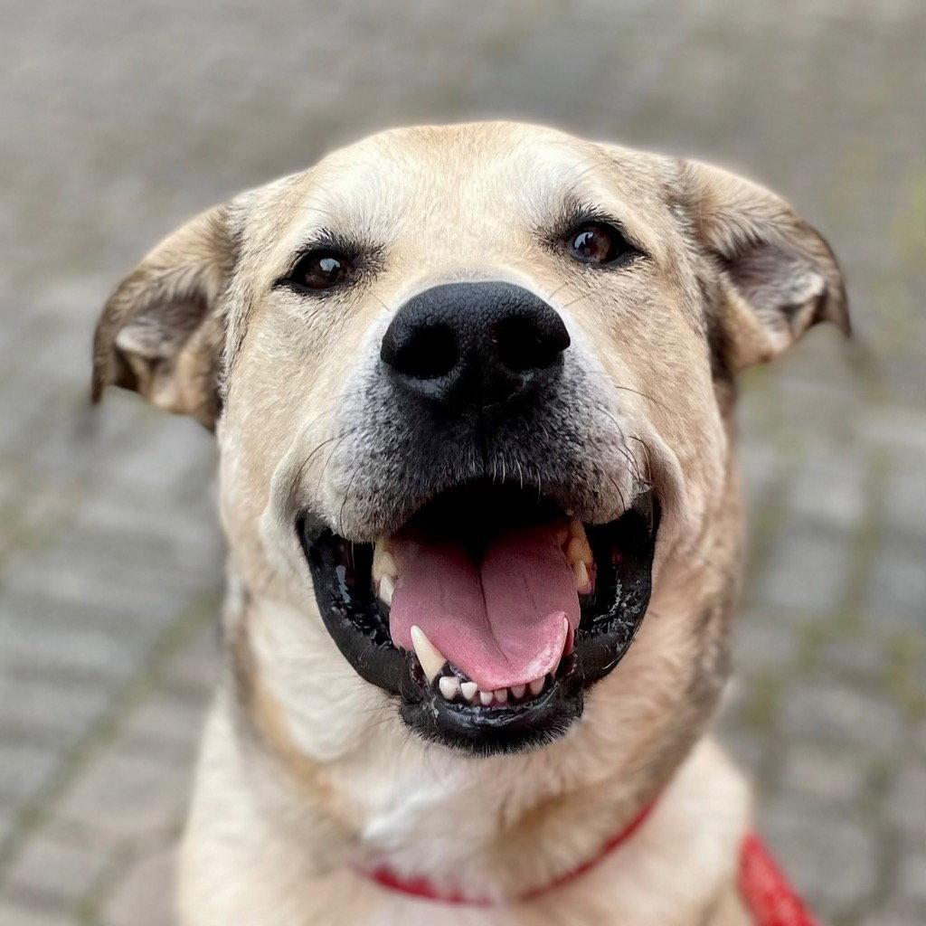 Cash, Adoptable, Adult Male Anatolian Shepherd & Terrier.