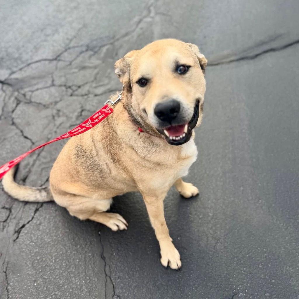 Cash, Adoptable, Adult Male Anatolian Shepherd & Terrier.
