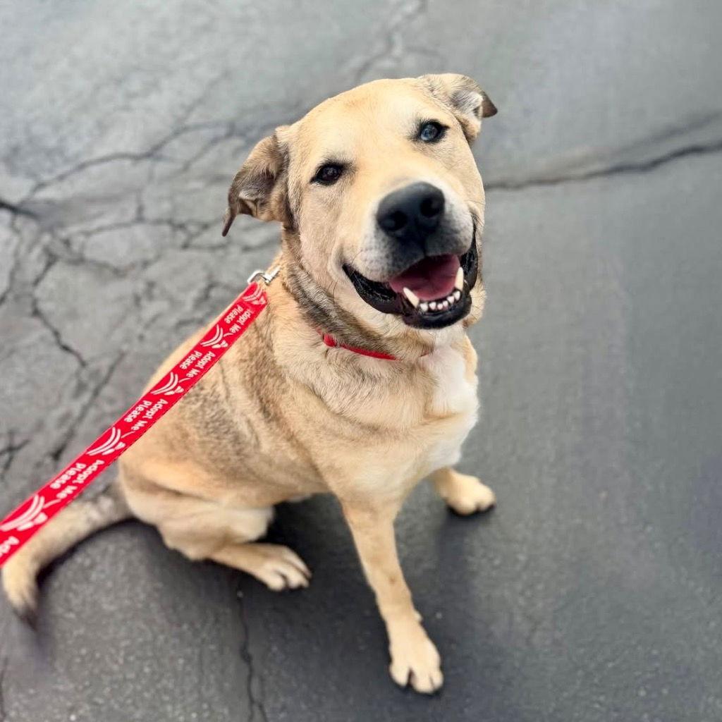 Cash, Adoptable, Adult Male Anatolian Shepherd & Terrier.