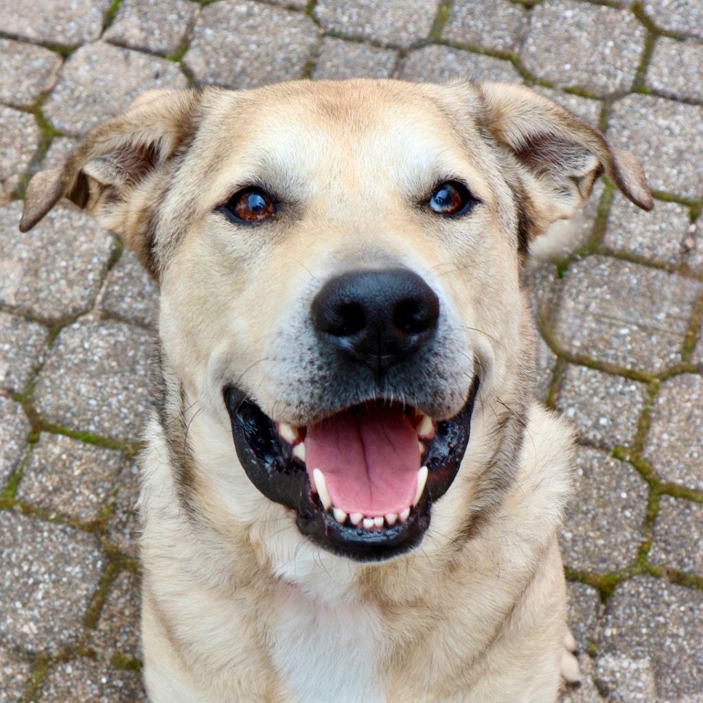 Enlarge Cash, a Adoptable mixed breed in Bloomfield, CT image 2/3